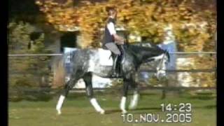 Hengst Dressur reiten 2005 [upl. by Hogle]