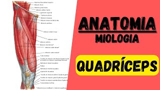 Mús QUADRÍCEPS  Miologia 15 do membro inferior  Anatomia [upl. by O'Hara]