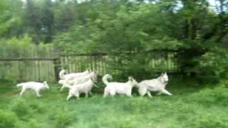 Swiss white shepherd dog running as a pack [upl. by Notsnhoj301]