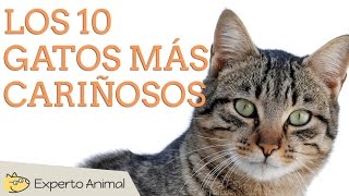 Los 10 gatos más cariñosos [upl. by Abramson]