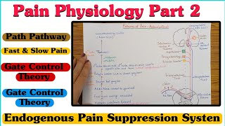 Pain Physiology  Part 2 ll Pain Pathway ll Fast amp Slow Pain ll Gate Control Theory [upl. by Nywles414]