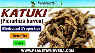 Katuki  Picrorhiza kurroa  Benefits Uses amp Medicinal Properties [upl. by Muns53]