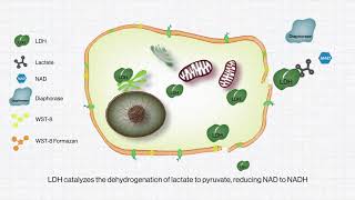 BIOMAX QuantiLDH™ Cytotoxicity Assay Kit [upl. by Marc]