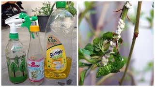 How To Make Homemade Insecticidal Soap amp Vinegar For Plant  Cara Membuat Racun Dari Sabun amp Cuka [upl. by Territus]