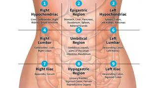 QUADRANTS AND REGIONS OF ABDOMEN  NURSING KNOWLEDGE [upl. by Bethezel]