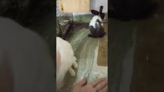 video cat rabbitmusic musicgenre animalsofinstagram rabbit musicstyle cute [upl. by Philps]