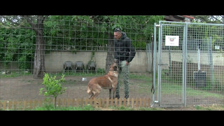 ENTRER DANS LENCLOS DUN CHIEN AGRESSIF TÊTE À TÊTE [upl. by Aivlys36]