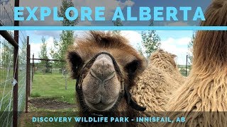 Explore Alberta  Discovery Wildlife Park Innisfail AB [upl. by Hsatan932]