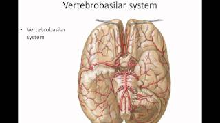 CNS 6 Blood supply to cerebral hemispheres [upl. by Mullen840]