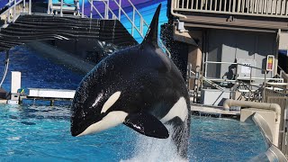 Killer Whales Up Close Full Show at SeaWorld San Diego 121215 [upl. by Shapiro]