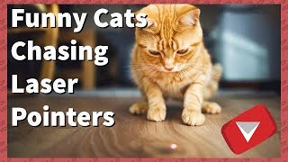 Funny Cats Chasing Laser Pointers 2017 TOP 10 VIDEOS [upl. by Otrevlig]