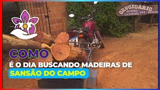 Como é o dia buscando madeiras de Sansão do campo [upl. by Azral]