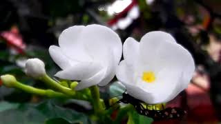 Tabernaemontana divaricata Nature Videography of Sri Lanka [upl. by Ativel]