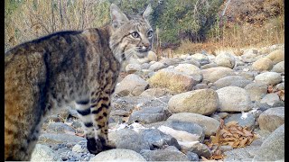 Two Bobcats screaming at each other [upl. by Legnaros]