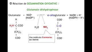 Diaporama dégradation acides aminés [upl. by Barraza618]