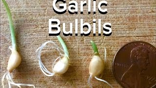 Seed Saving Garlic Bulbils [upl. by Trevorr531]