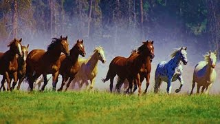 1 Hour Relax with WILD HORSES Mustang amp Music [upl. by Eissirk]