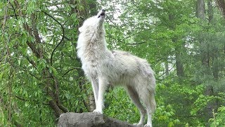 What 30 Wolves Howling Sounds Like [upl. by Oirasor]