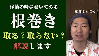 【根巻き】結局取るの？取らないの？解説します【木の移植】 [upl. by Ennaitak]