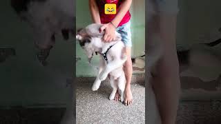 Huskyhacchi😂😂huskeypuppy huskydoglovers shortvideo [upl. by Kopp524]