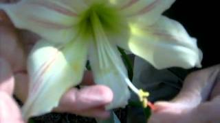 Crosspollinating Amaryllis Hippeastrum [upl. by Hare790]