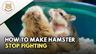 How To Make Hamsters Stop Fighting  CaraCara Agar Hamster Tidak Berkelahi [upl. by Neirda]