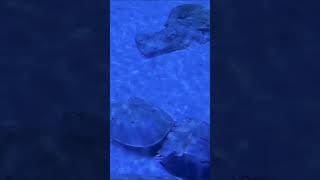 Incredible Horseshoe Crab Mating Ritual Nature’s Ancient Dance [upl. by Ichabod]