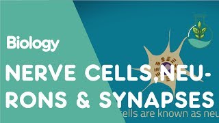 What are Nerve Cells Neurons amp Synapses  Physiology  Biology  FuseSchool [upl. by Burlie]