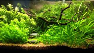 Low tech tank dry fertilizer dosing [upl. by Gerianna929]