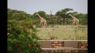 Namibia Waterhole Live Stream  Kambaku Wildlife Reserve [upl. by Safko]