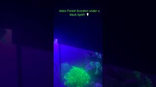 Heterometrus spinifer asian forest scorpion  black light scorpion blacklight invertebrates [upl. by Anivid]