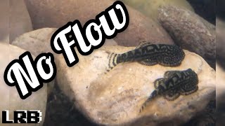 What You May Not Know About Hillstream Loach Aquarium Fish [upl. by Nosreme]