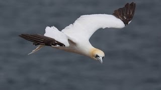 Northern Gannets [upl. by Atlas851]