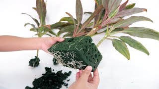 Cordyline Fruticosa or Red Sister Plant Propagation in Floral Foam  Florist Wet Foam [upl. by Nnylf]