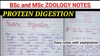 DIGESTION OF PROTEIN NOTES proteindigestion bsc1styearnotes ZOOLOGYNOTES zoology [upl. by Nilorac]