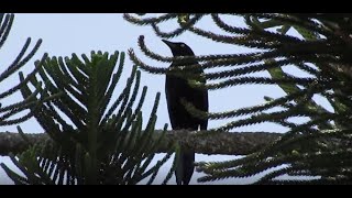 CANTO DEL ZANATE CARIBEÑOCARIB GRACKLEQuiscalus lugubris [upl. by Roddy642]