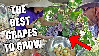 Whats The Best Grape Vine To Grow At Home For Eating Our Pick 🍇 [upl. by Schulein]