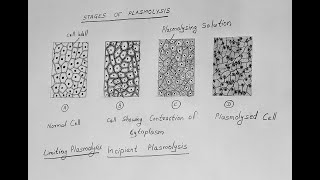 STAGES OF PLASMOLYSIS DIAGRAM CLASS 11 BIOLOGY [upl. by Daggna]