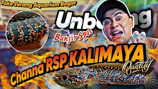 REVIEW CHANNA ASIATICA RSP KALIMAYA‼️JATUH BANGET HARGA ASIATICA‼️channaasiatica [upl. by Farrish477]