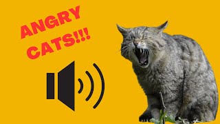 Angry Cats with Sound Effects  Angry and Grumpy Cat Sounds and Noises Hissing Fighting Cats [upl. by Viguerie]