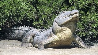 Massive crocodile found in Sri Lanka [upl. by Maril]