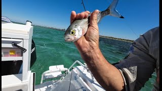 Fishing  Western Australia  Herring  Straw Technique No Bait  09012024 [upl. by Rogers866]