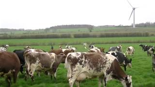 Acorn Dairy Cows Enjoy Turnout 2014 a happy herd [upl. by Anilehs764]