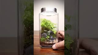 Easy terrarium anyone can build shorts [upl. by Swanson704]