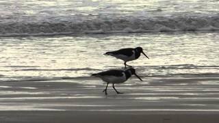 Oystercatchers [upl. by Aicilec]