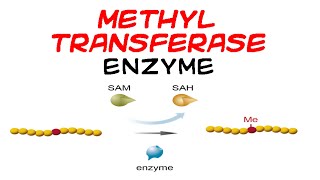 Methyltransferase enzyme [upl. by Eralcyram90]