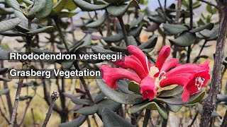 Rhododendron versteegii  Grasberg Vegetation [upl. by Lednek652]