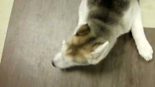 Husky puppy cries when called a crybaby [upl. by Baugh]