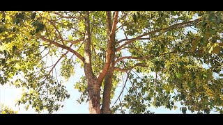 ಅಗರಬತ್ತಿ ಮರ Persea macranthaAgarbathi tree அகர்பத்தி மரம் [upl. by Eldred]