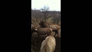 Michigan Gaylord Elk Mating And Bugle Up Close [upl. by Llednor221]